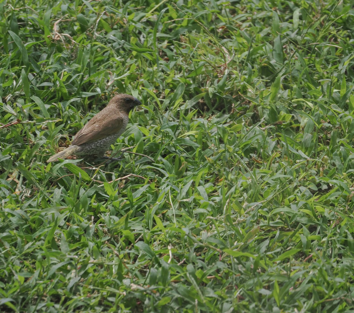 Scaly-breasted Munia - ML643011325