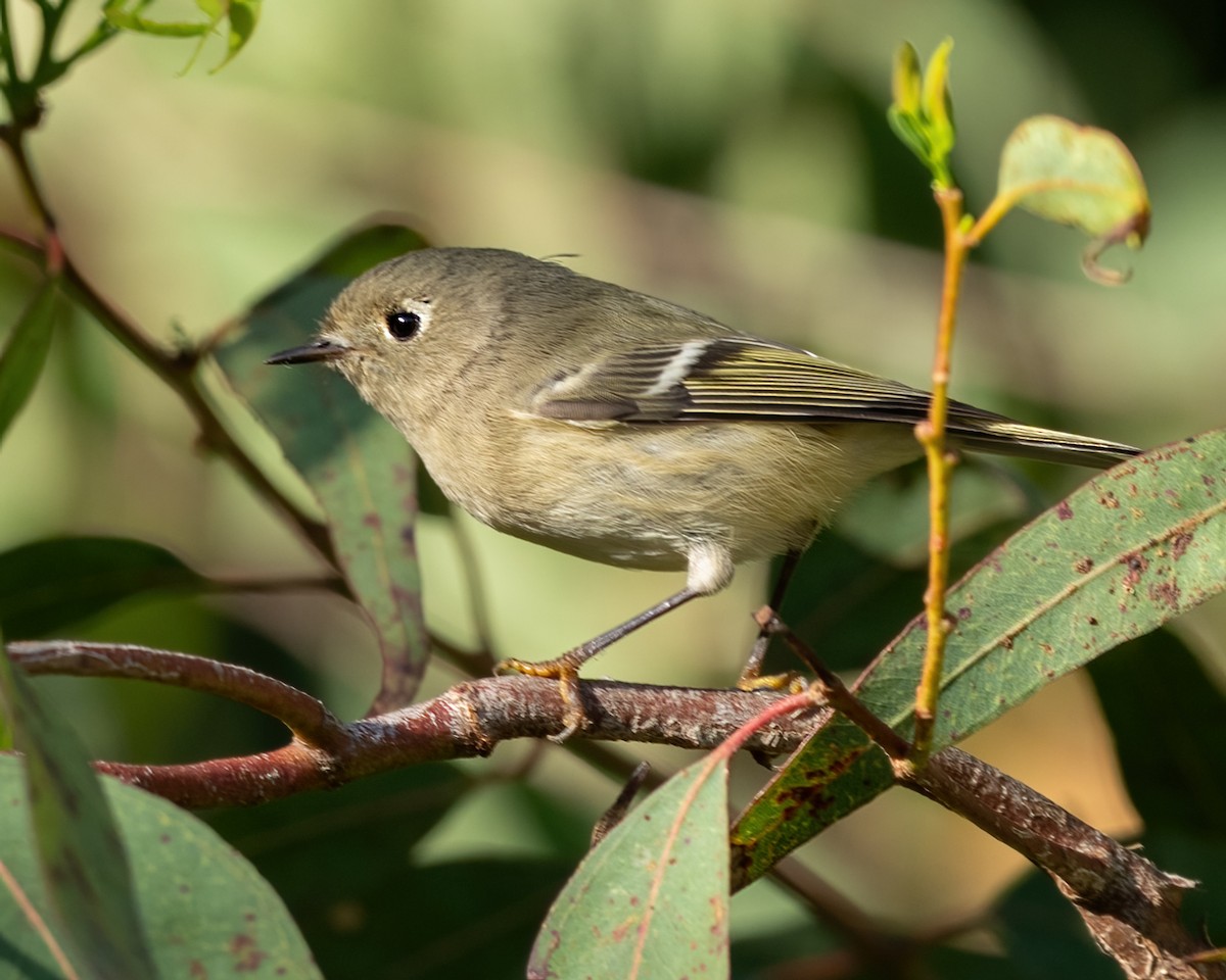 Ruby-crowned Kinglet - ML643011331