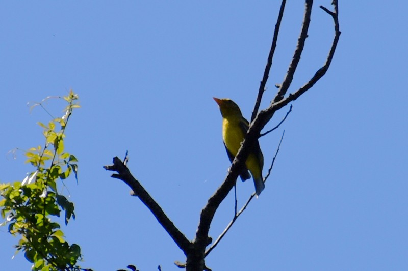Western Tanager - ML643011333