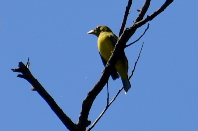 Western Tanager - ML643011334