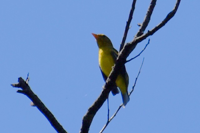 Western Tanager - ML643011335