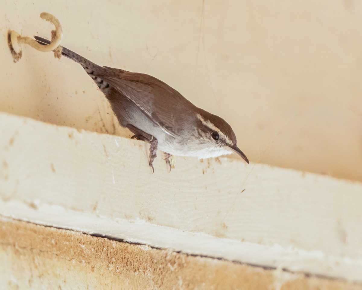 Bewick's Wren - ML643011340