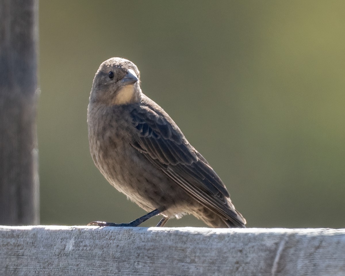 Brown-headed Cowbird - ML643011350