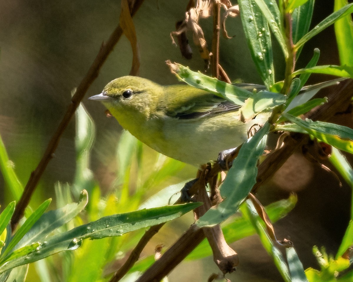 Tennessee Warbler - ML643011360