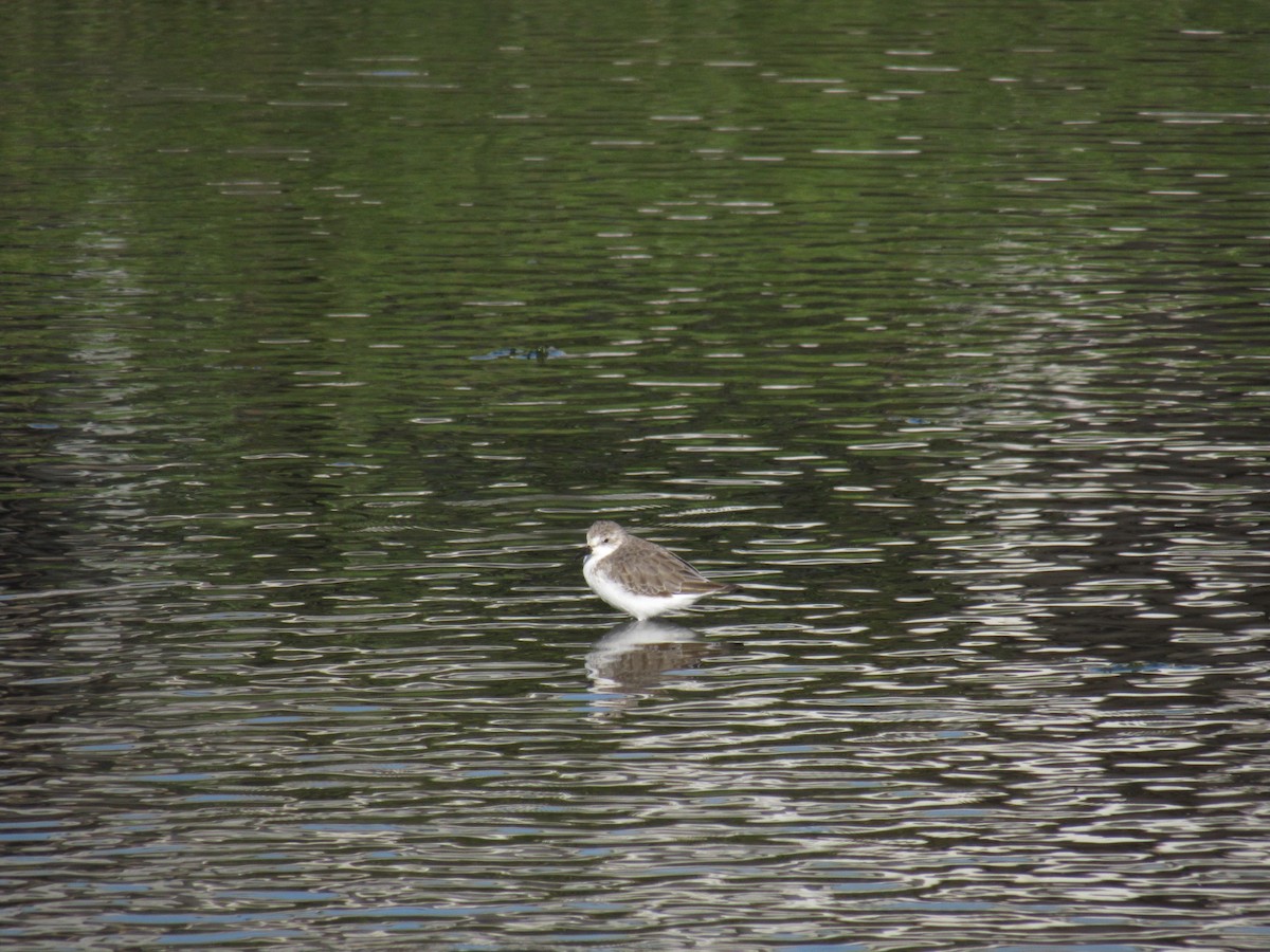 Semipalmated Sandpiper - ML643011370
