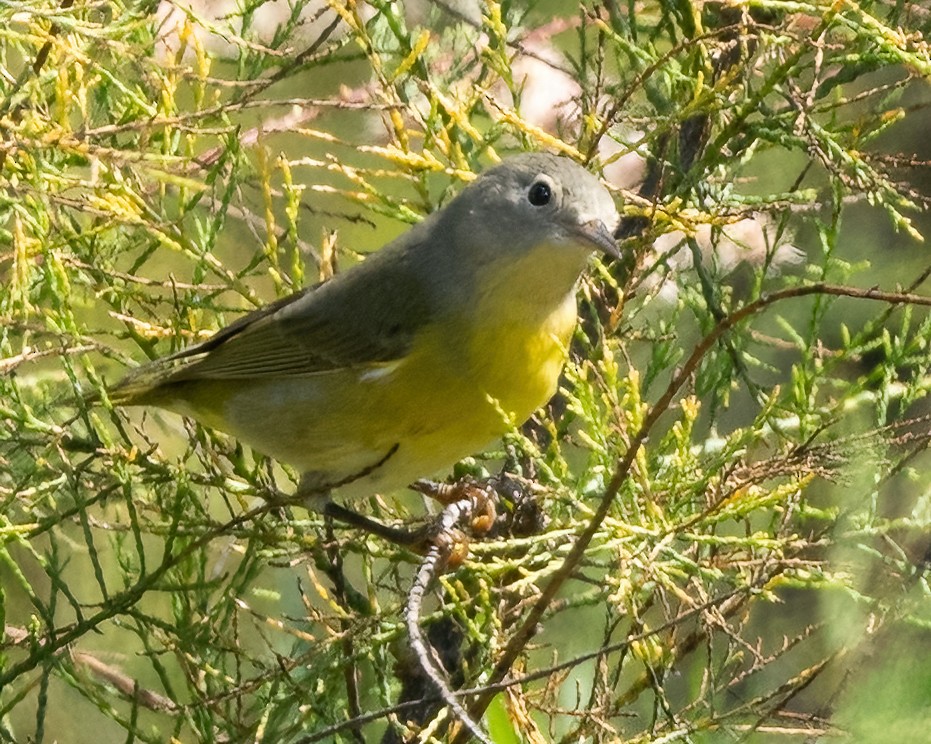 Nashville Warbler - ML643011373