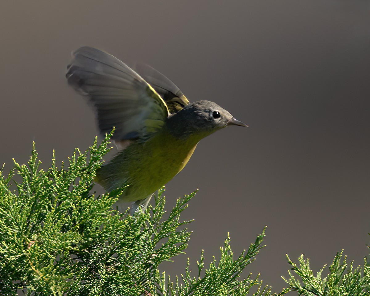 Nashville Warbler - ML643011374