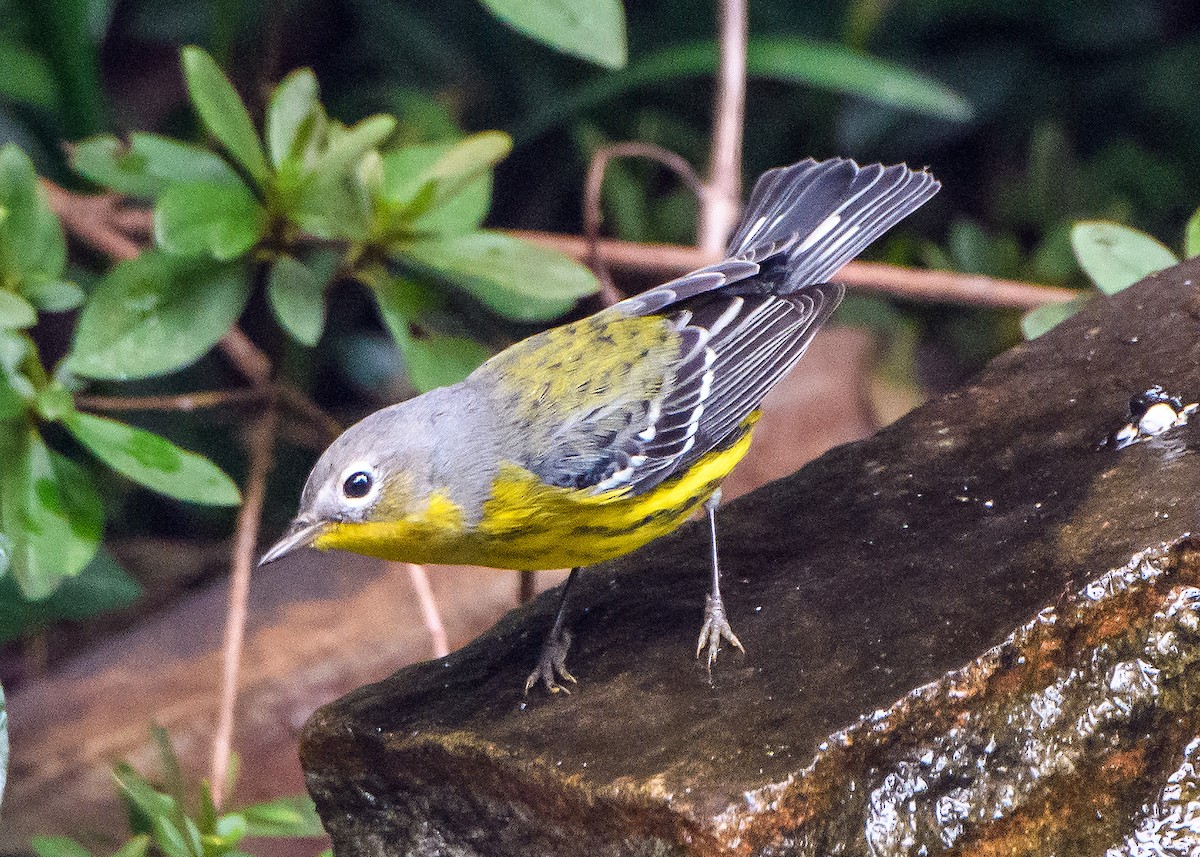 Magnolia Warbler - ML643011376