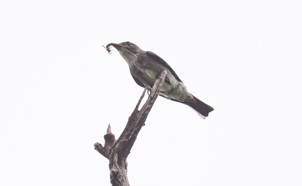 Olive-sided Flycatcher - ML643011377
