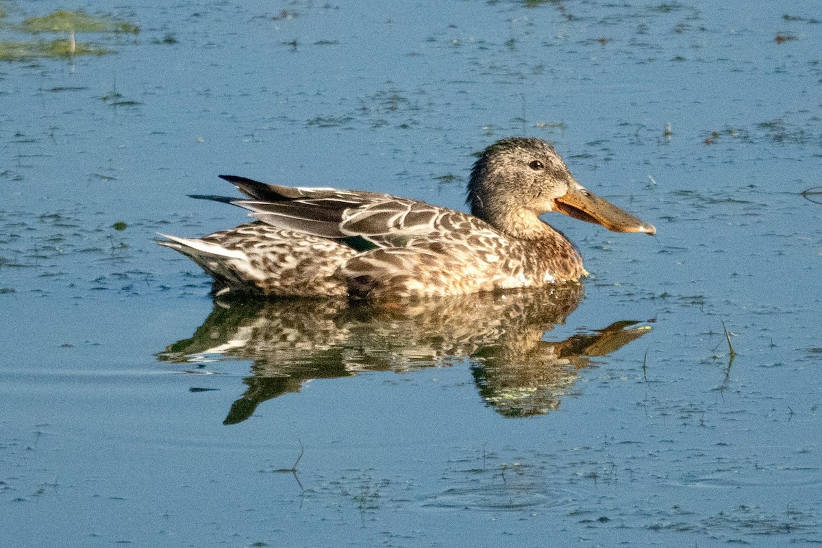 Northern Shoveler - ML643011378