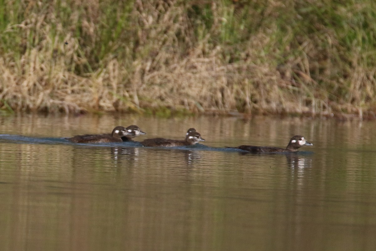 Harlequin Duck - ML643011379