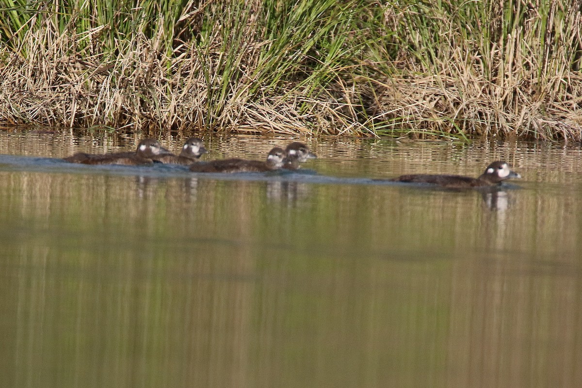 Harlequin Duck - ML643011380