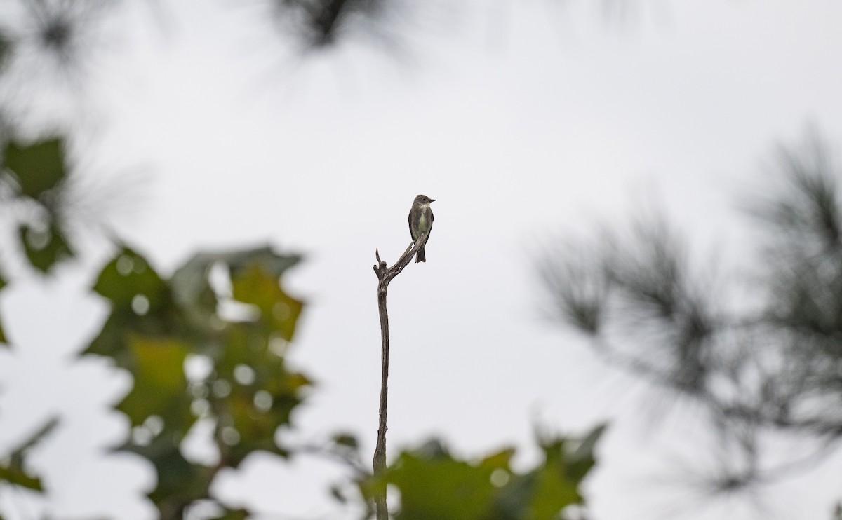 Olive-sided Flycatcher - ML643011381