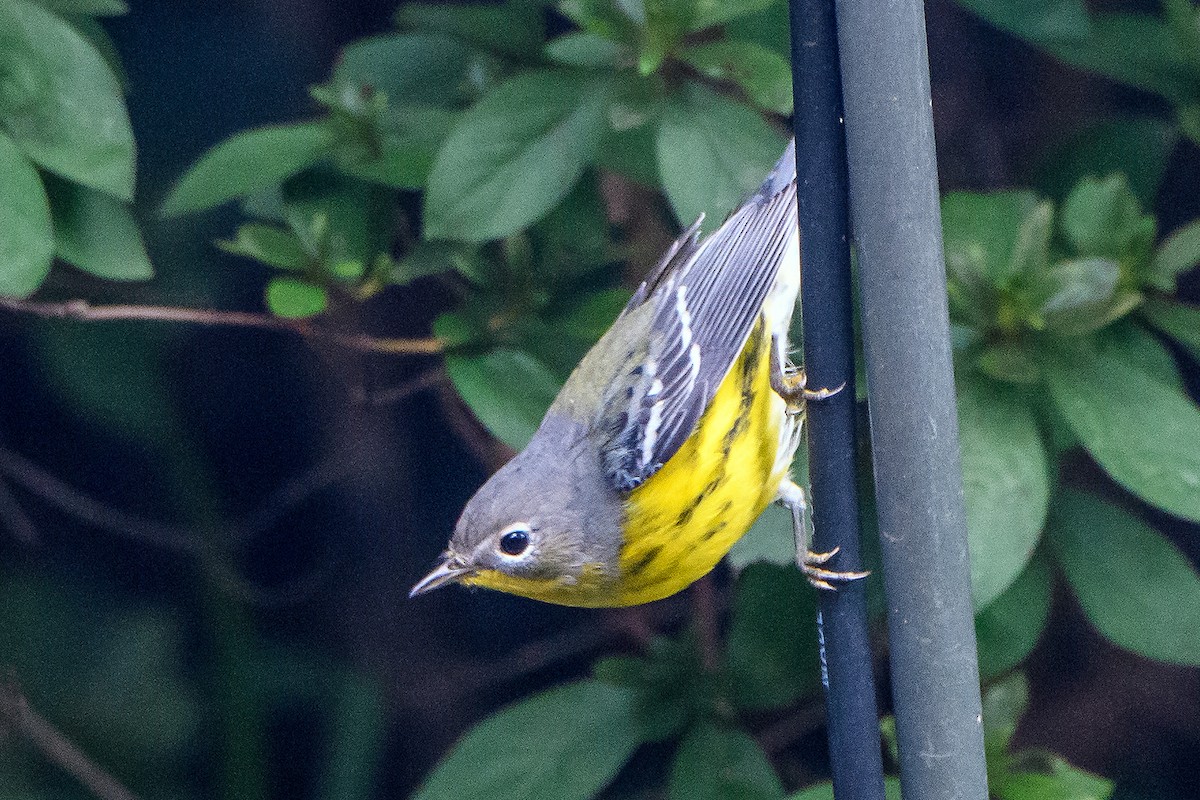 Magnolia Warbler - ML643011382