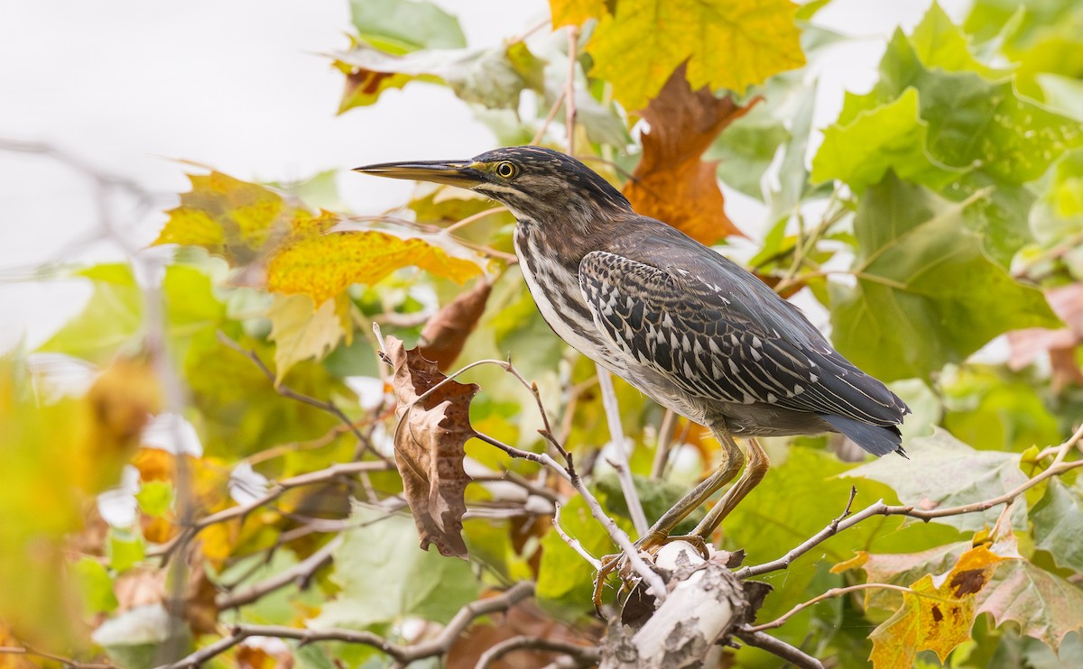 Green Heron - ML643011385