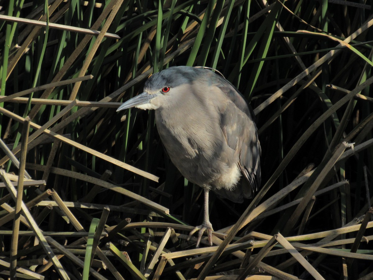 Black-crowned Night Heron - ML643011386