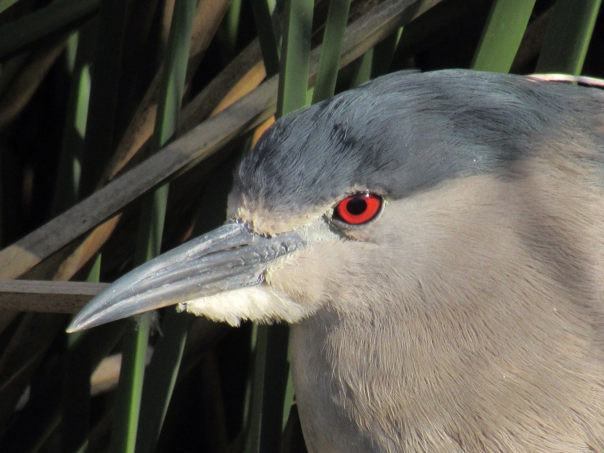 Black-crowned Night Heron - ML643011387