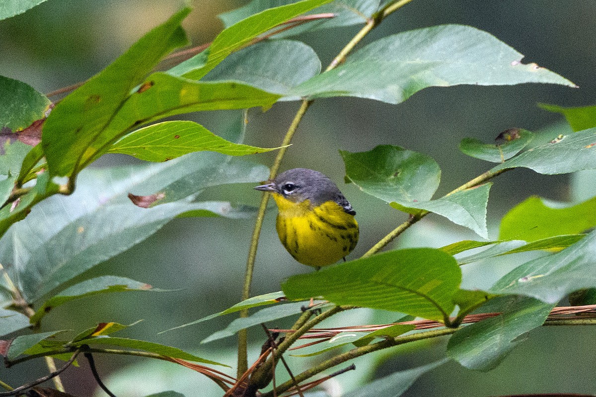 Magnolia Warbler - ML643011388