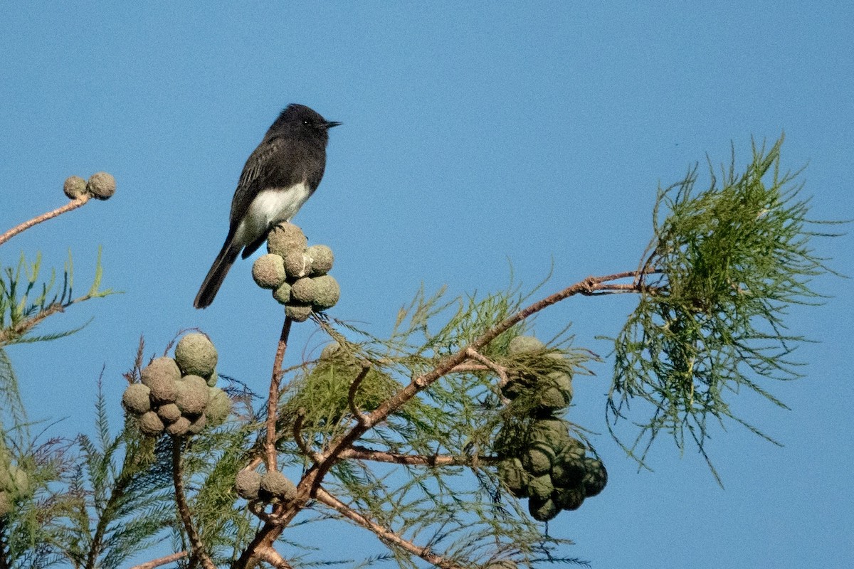 Black Phoebe - ML643011389