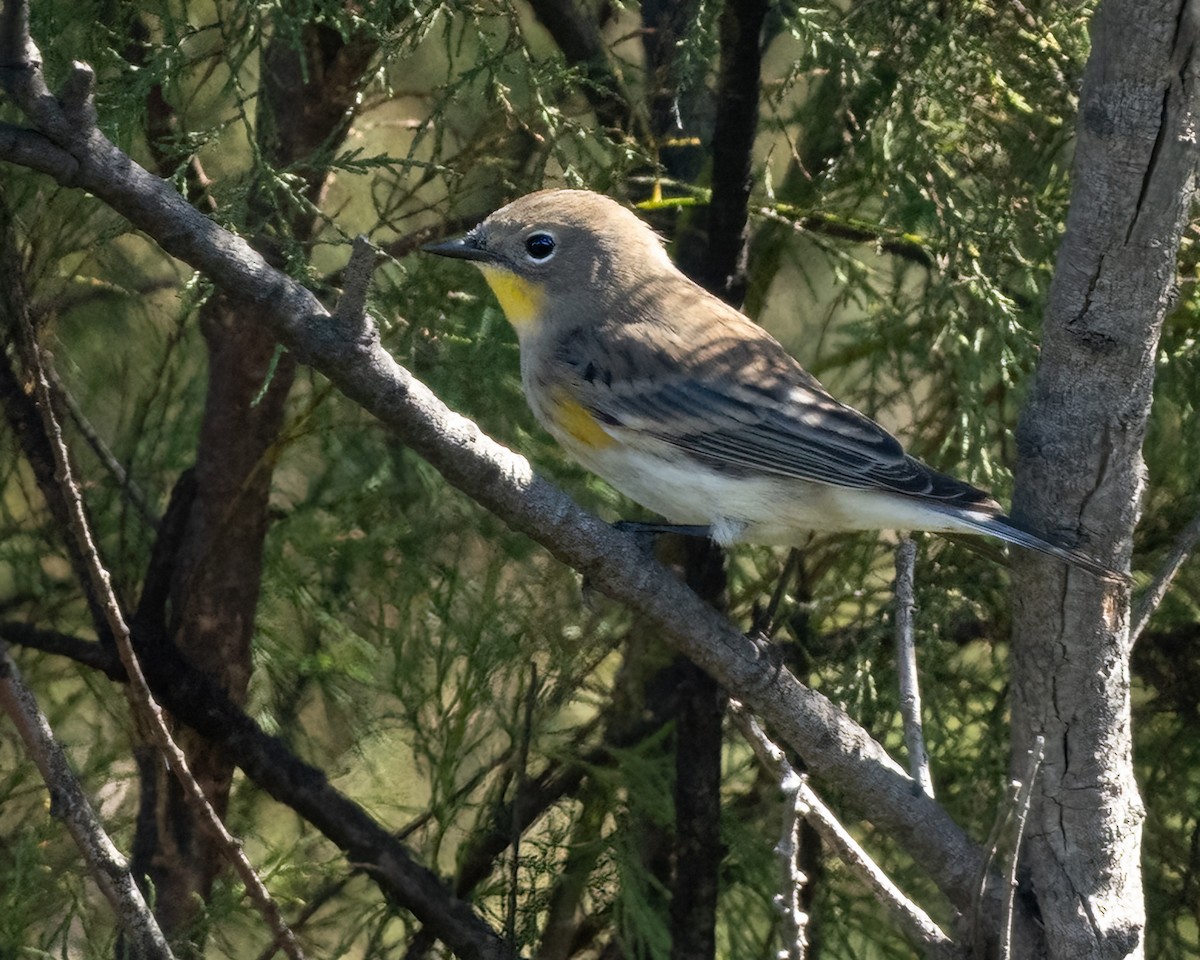 Yellow-rumped Warbler - ML643011390