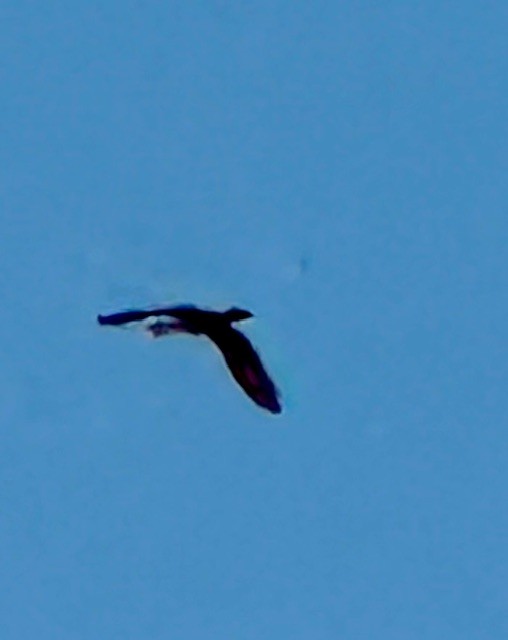 Double-crested Cormorant - ML643011391