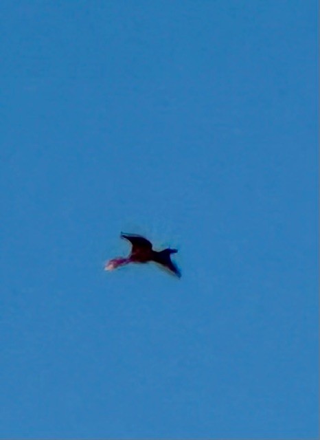 Double-crested Cormorant - ML643011392