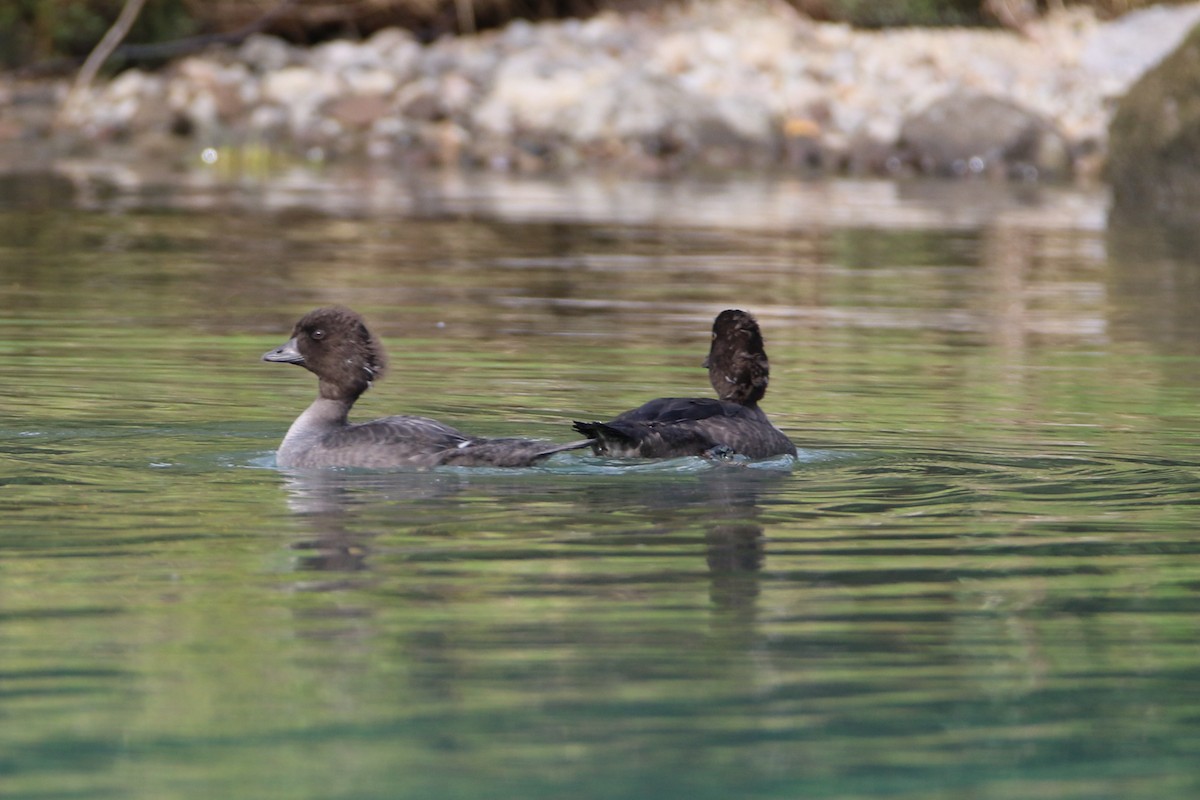 Barrow's Goldeneye - ML643011394