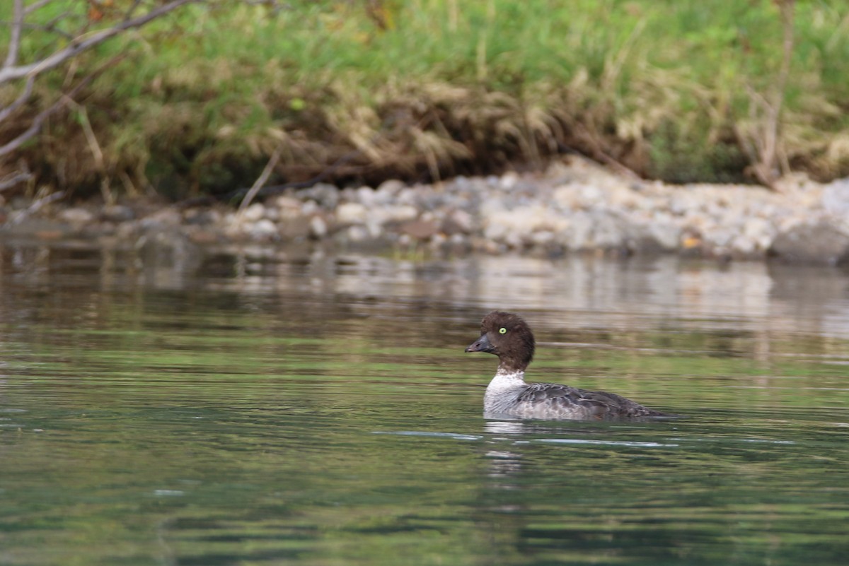 Barrow's Goldeneye - ML643011395