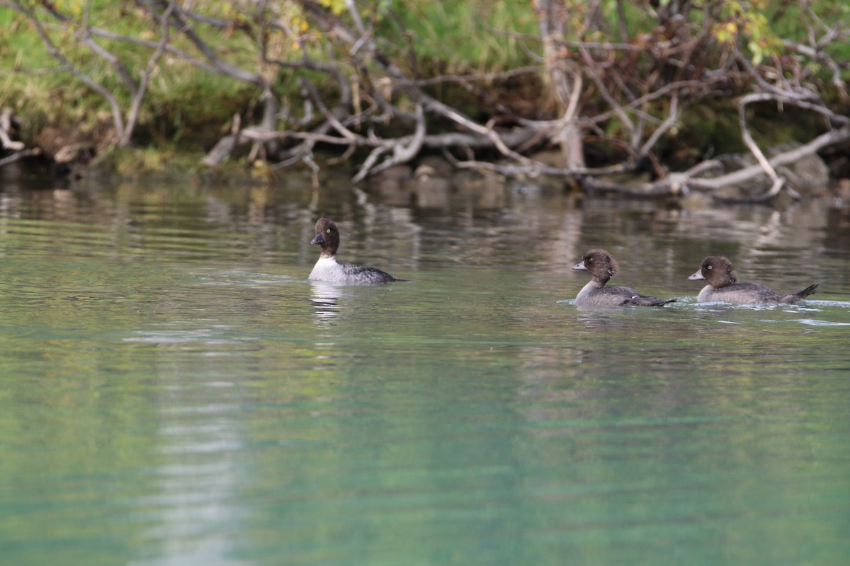 Barrow's Goldeneye - ML643011396