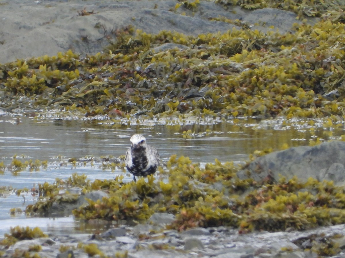 Black-bellied Plover - ML643011398