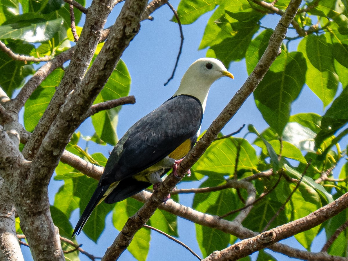 Black-backed Fruit-Dove - ML643011401