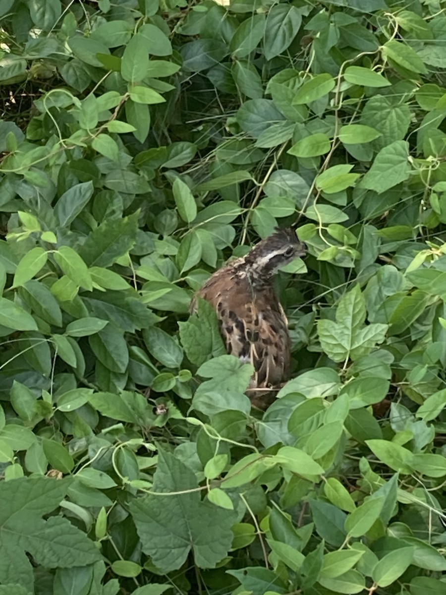 Northern Bobwhite - ML643011402