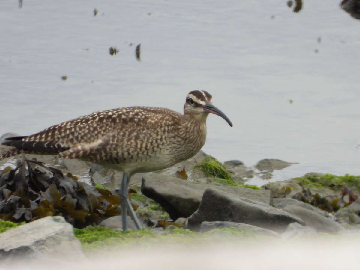 Whimbrel - ML643011403