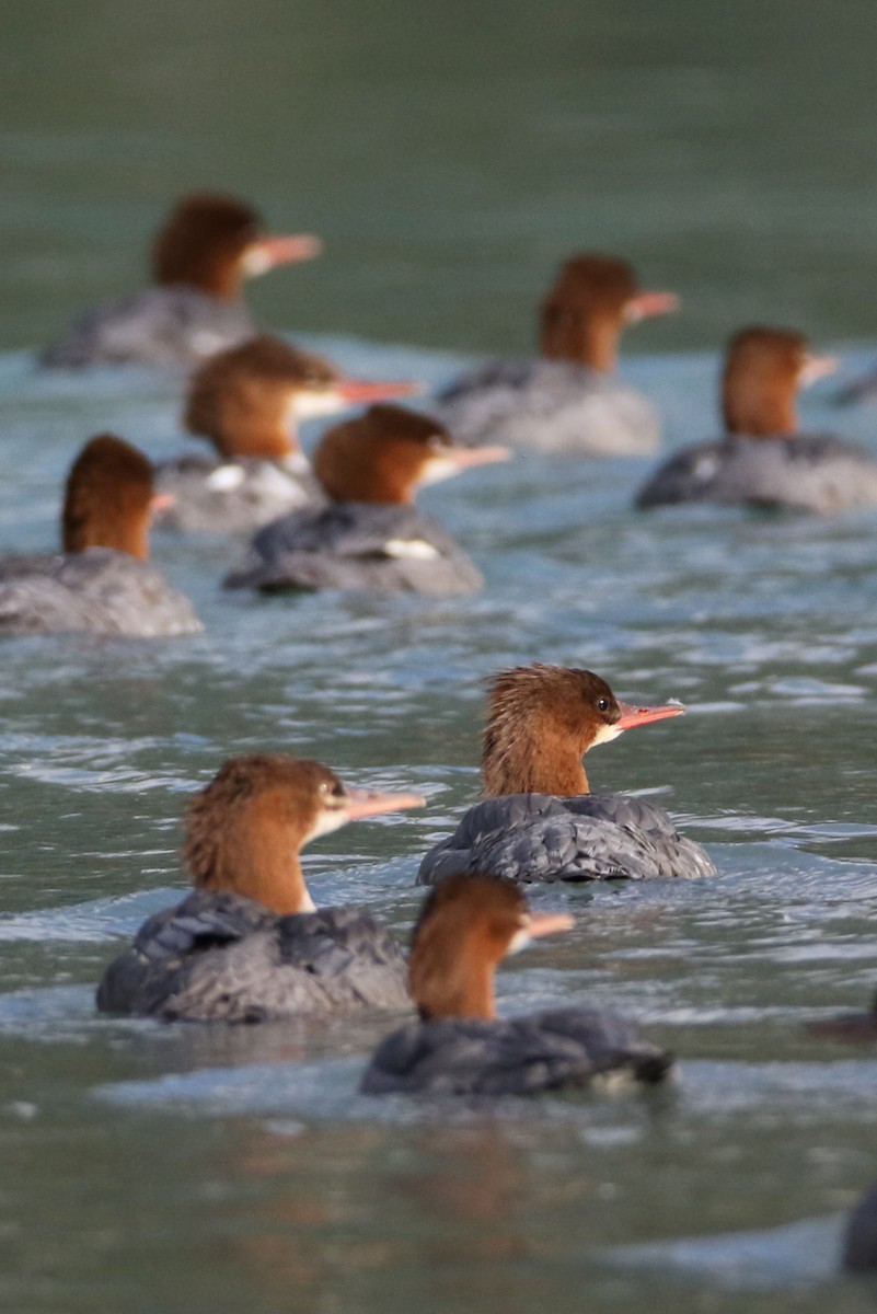 Red-breasted Merganser - ML643011404