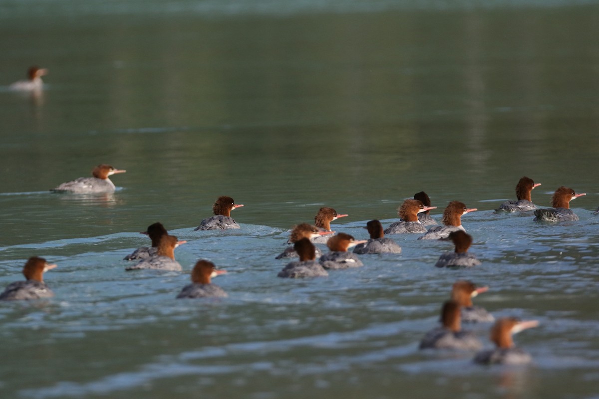 Red-breasted Merganser - ML643011405
