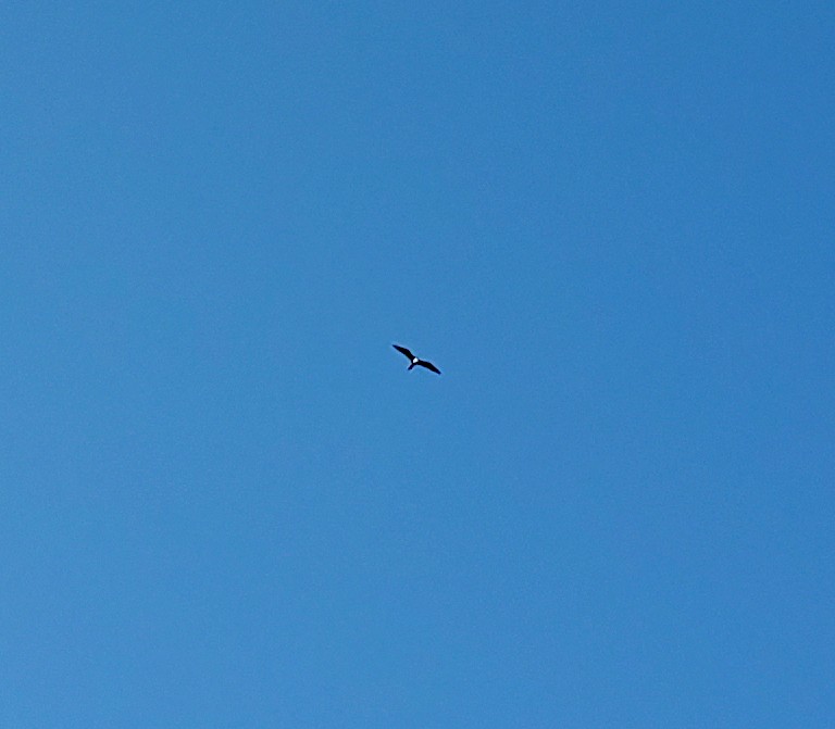 Magnificent Frigatebird - ML643011406