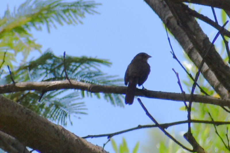 Blue-black Grassquit - ML643011420