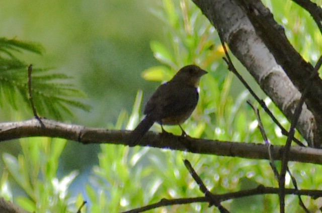Blue-black Grassquit - ML643011421