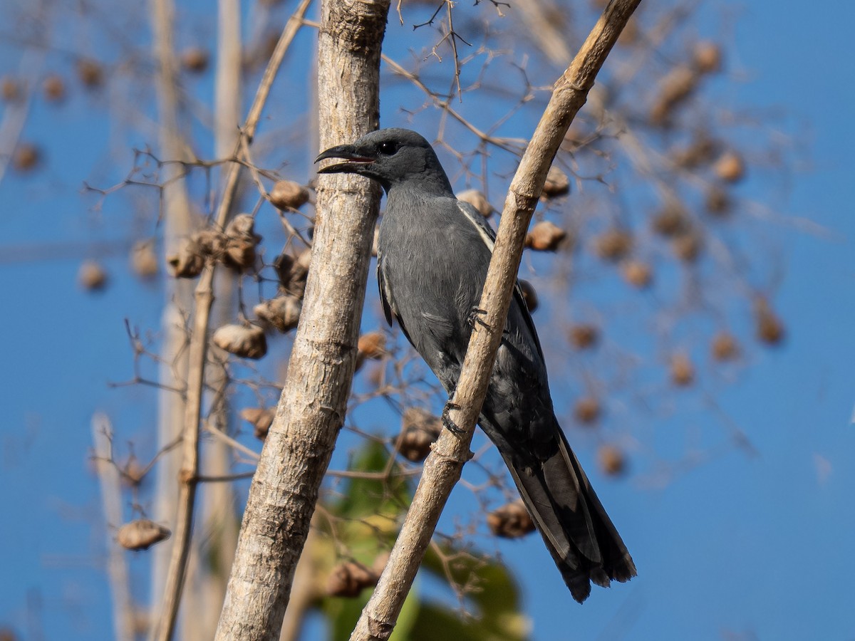 Wallacean Cuckooshrike - ML643011423