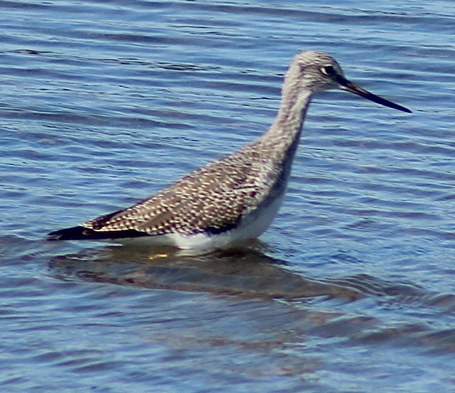 Lesser/Greater Yellowlegs - ML643011425