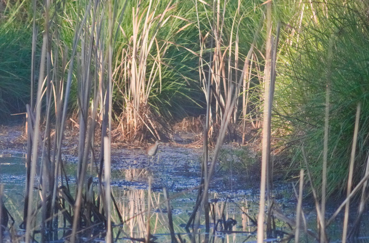 Baillon's Crake - ML643011426
