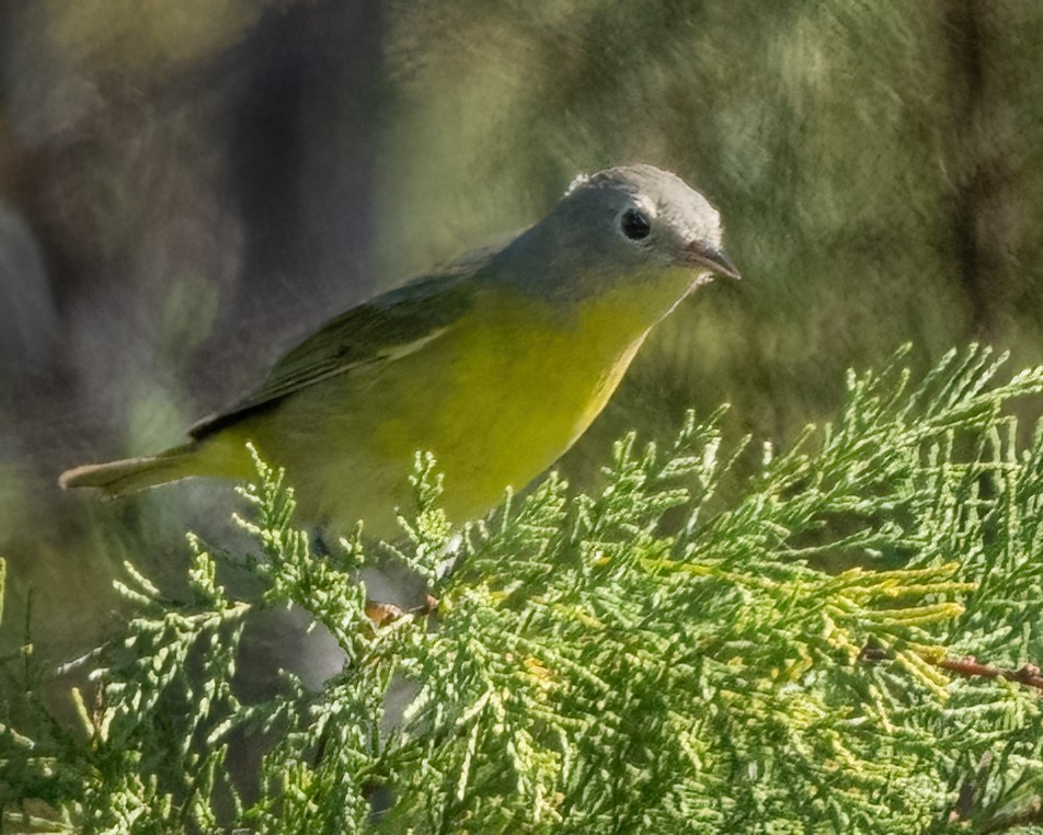 Nashville Warbler - ML643011429