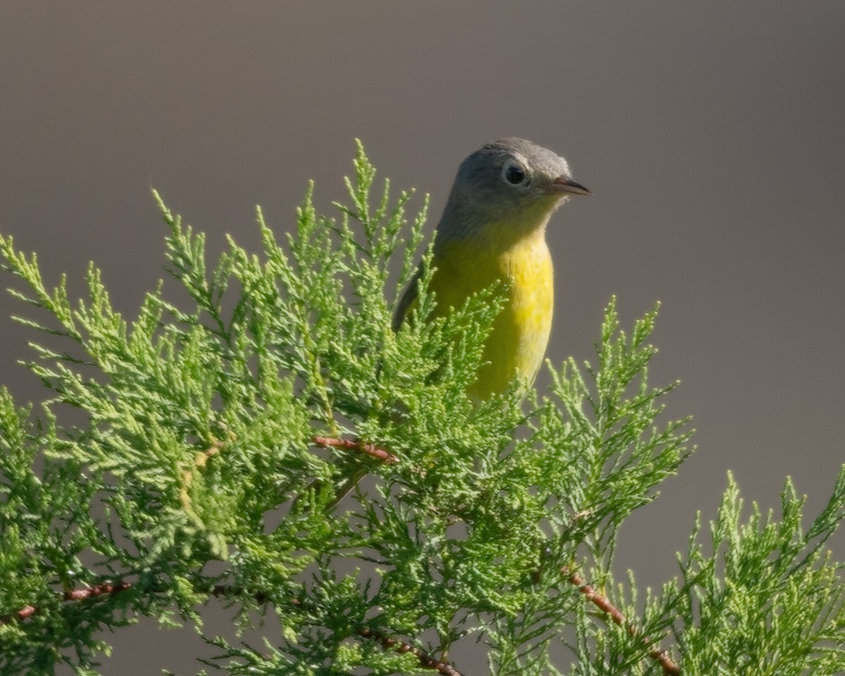 Nashville Warbler - ML643011431