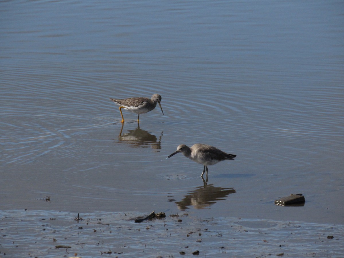 Willet - ML643011432