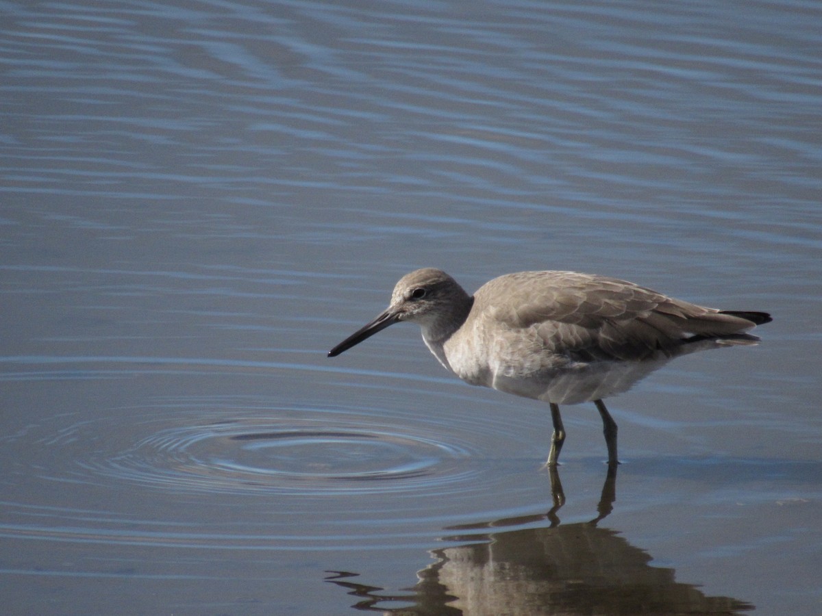 Willet - ML643011433