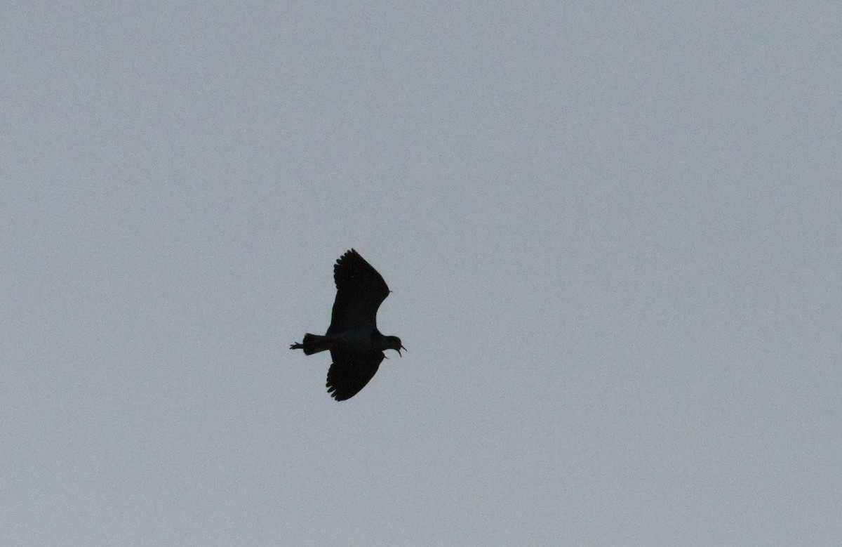Masked Lapwing - ML643011438