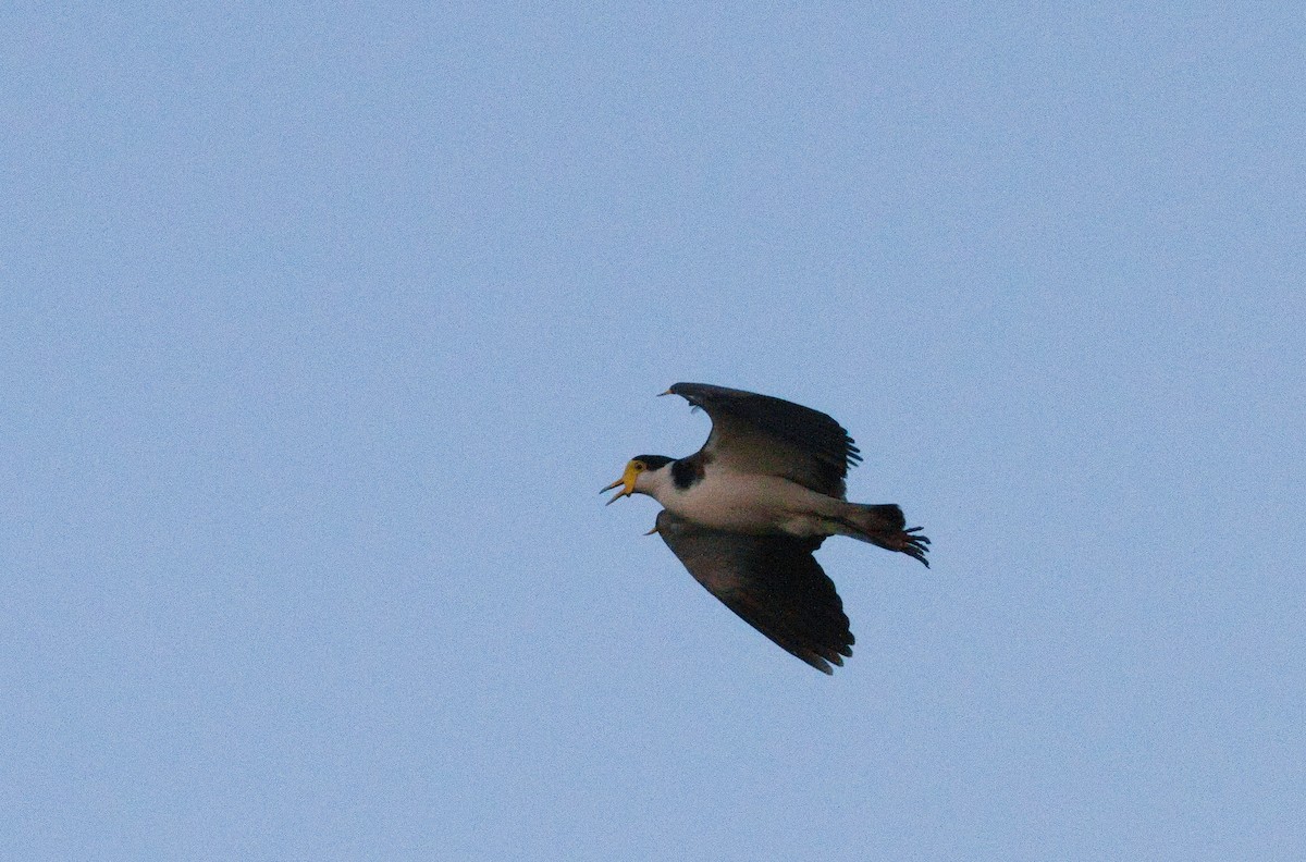 Masked Lapwing - ML643011439