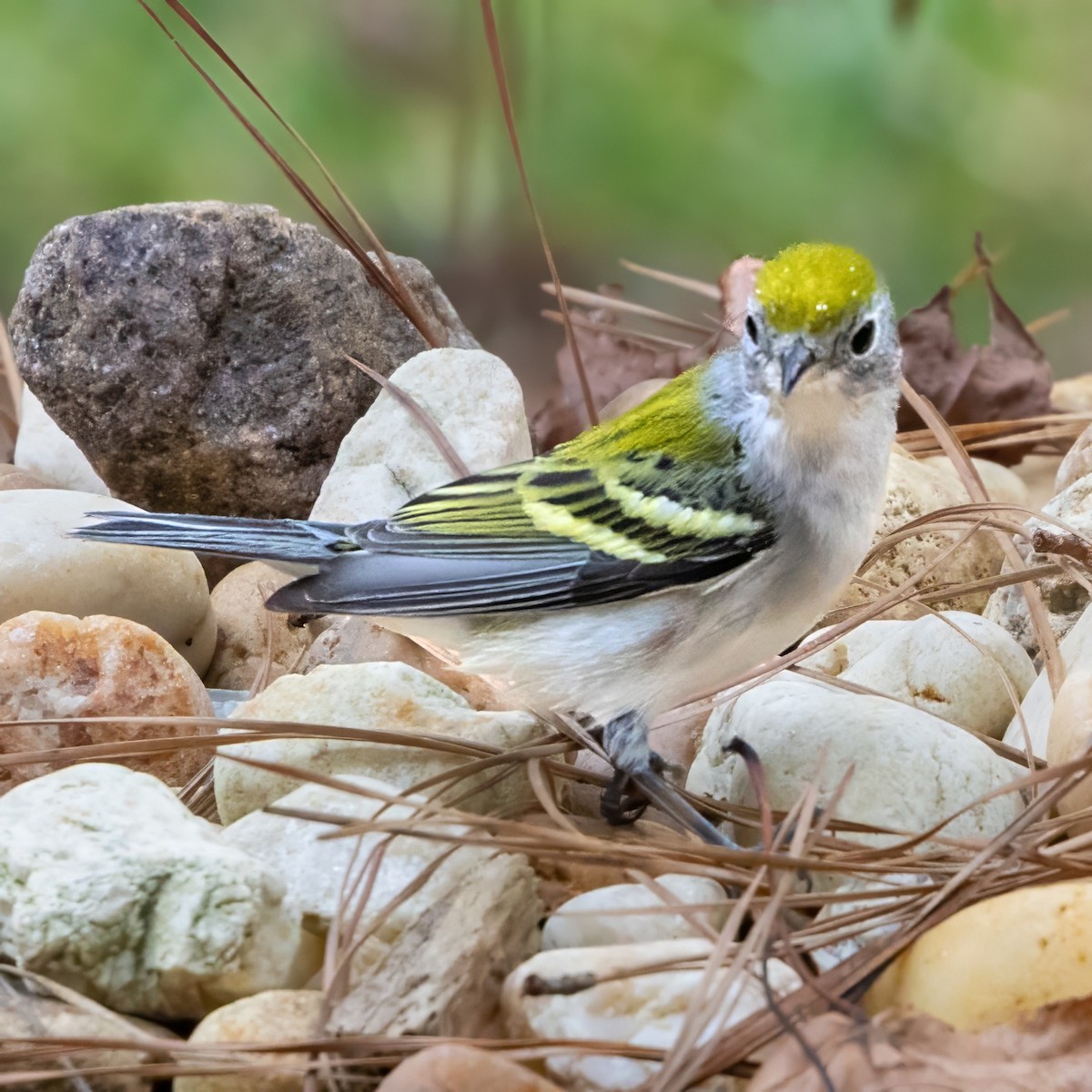 Chestnut-sided Warbler - ML643011441