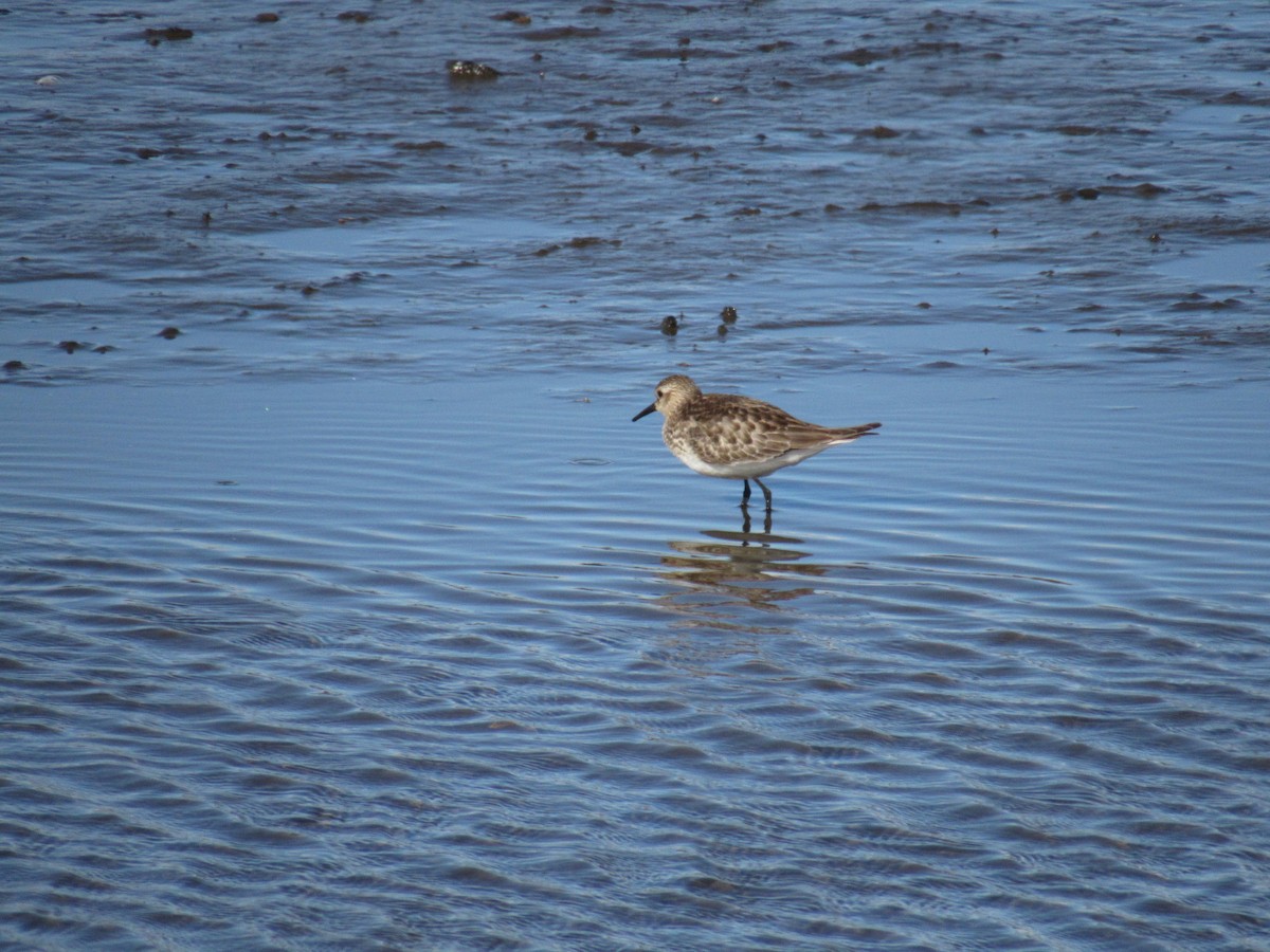 Baird's Sandpiper - ML643011442