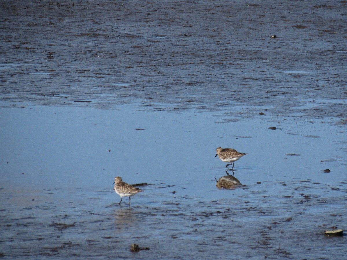 Baird's Sandpiper - ML643011443
